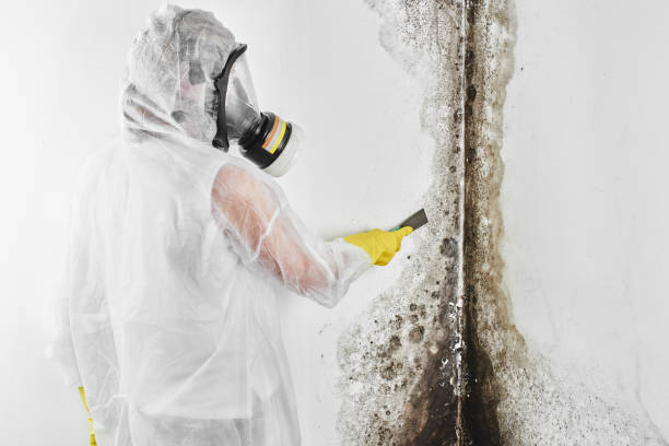 Best Emergency Mold Remediation in East Oakdale, CA