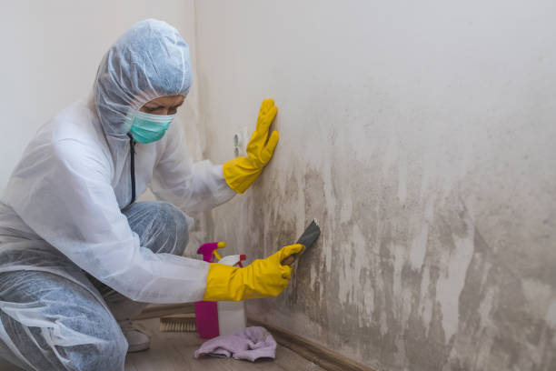 Best Residential Mold Remediation in East Oakdale, CA