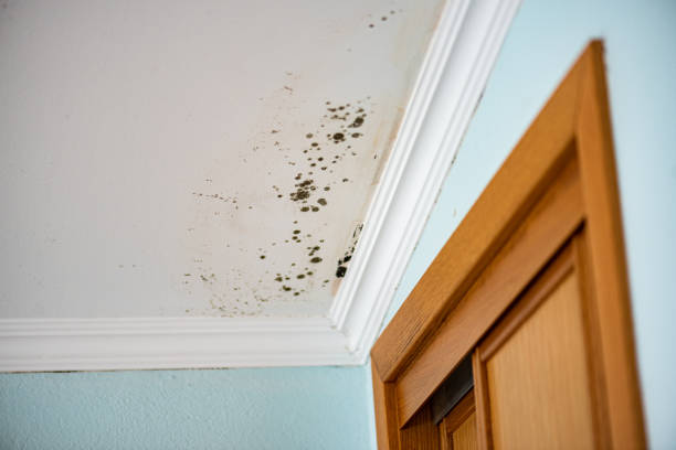 Best Health and Safety Mold Remediation in East Oakdale, CA